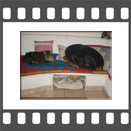 Dobermannrde und Tigerkater auf der Kachelofen Bank