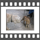 Ein neuer Hundefreund