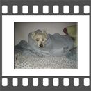 Westhighland Terrier Weibchen auf der Ofenbank