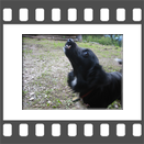 Kleiner Mischling
