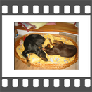 Zwei Dobermann und ein Krbchen