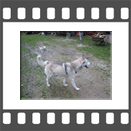Huskyspaziergang
