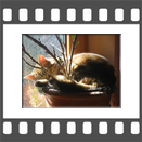 Katzenruhe im Blumentopf