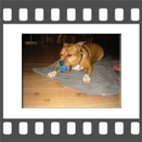 American Staffordshire Terrier mit seinem Lieblingsball