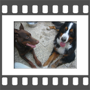 Doby und Berner Sennenhund