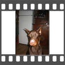 Dobermann mit Reisnase