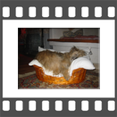 Pyrenen Schferhund