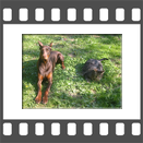 Dobermann und Kater - zwei Freunde auf der Wiese