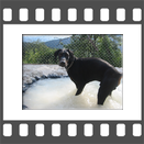 Hundepoolfreuden 01