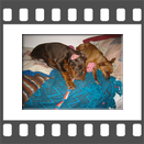 Dobermannwelpe und Pinscherweibchen