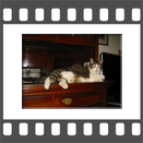 Katze auf dem Kasten