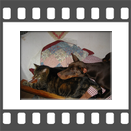 Dobermannweibchen und Tigerkater in trauter Zweisamkeit