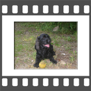 Spanielweibchen beim spielen