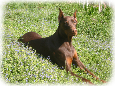 Braunes Dobermann